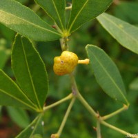 Zanthoxylum asiaticum (L.) Appelhans, Groppo & J.Wen